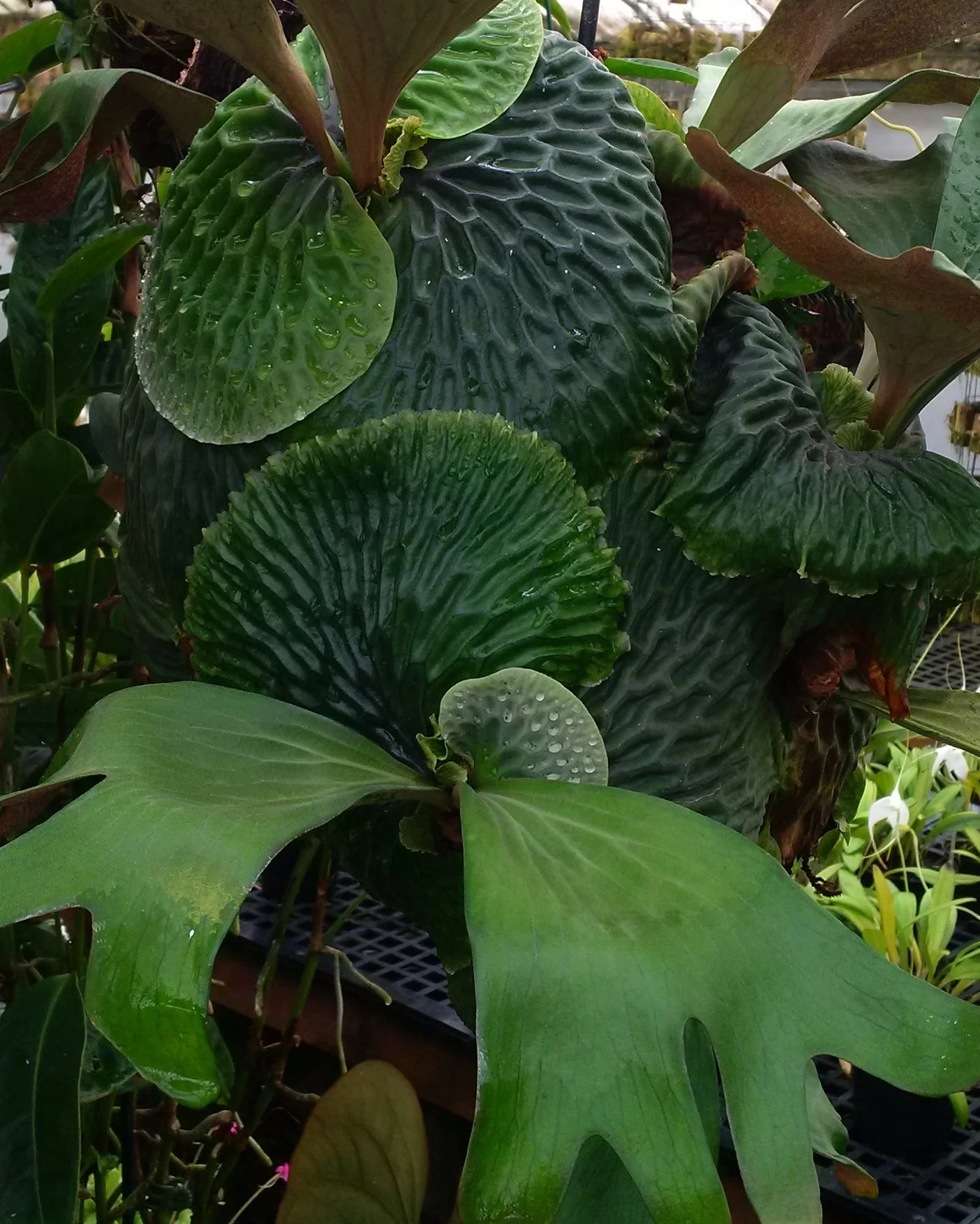 ビカクシダ コウモリラン Platycerium sp. 大株 Backplain77】ビカクシダ P.New Caledonia コウモリラン Platycerium